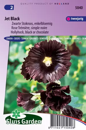 Alcea rosea var. nigra jet black