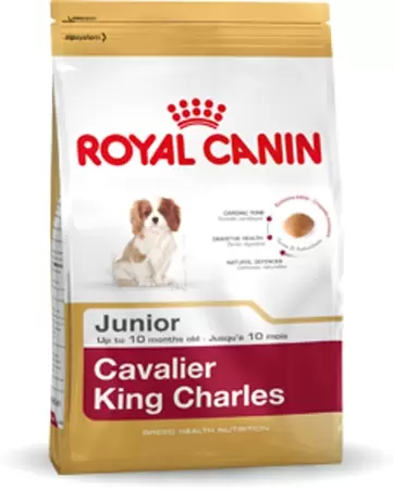 RC Cavalier King Charles junior 1,5 kg