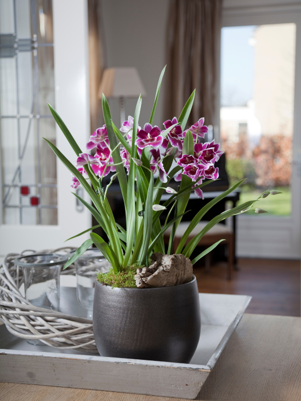 Bloeiende kamerplanten