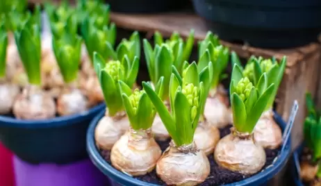 Bloembollen en Zaden