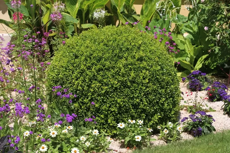 Buxus