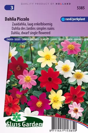 Dahlia variabilis piccolo mix