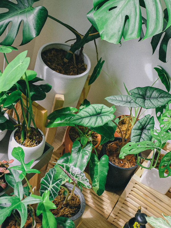 Groene kamerplanten