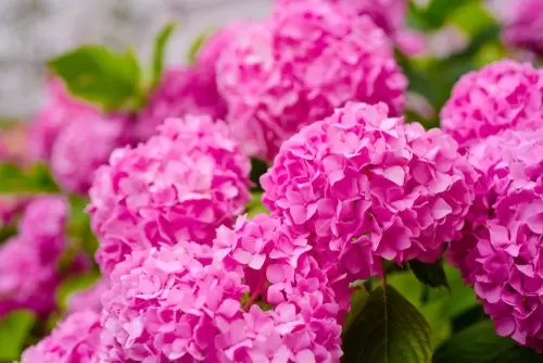 Hortensia