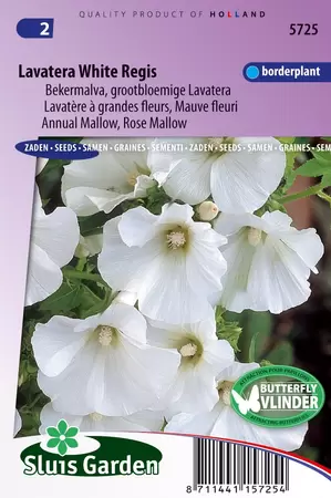 Lavatera trimestris white regis