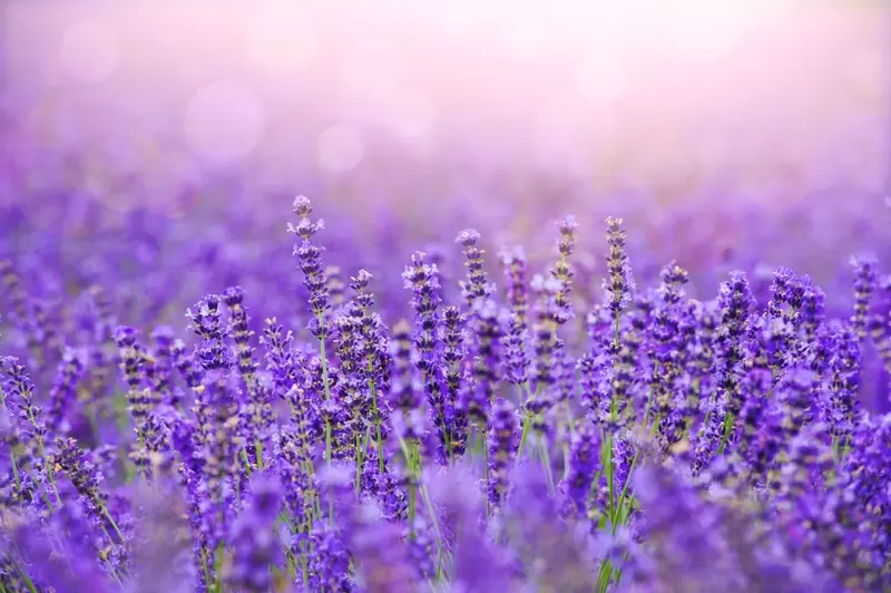 Lavendel
