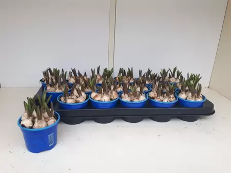 Muscari 'Big Smile'