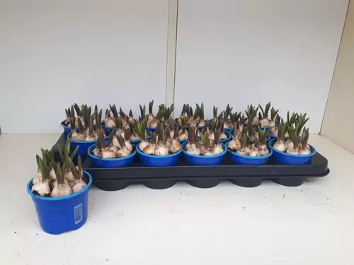 Muscari 'Big Smile'