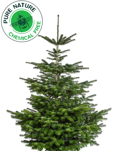 Pure Nature Nordmann Gezaagd 150-200 cm SILVER - afbeelding 3
