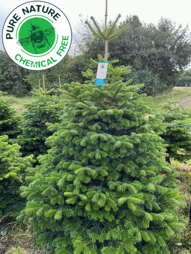 Pure Nature Nordmann Gezaagd 200-250 cm SILVER - afbeelding 2