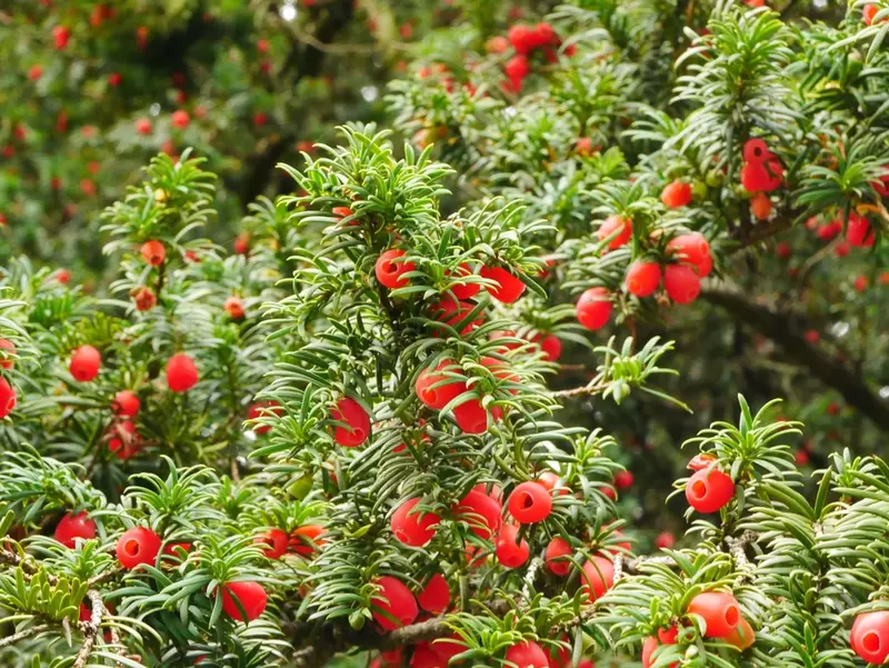 Taxus Baccata
